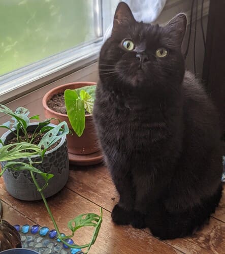 Black Asian shorthair cat standing next to two flowerpots on a wooden surface