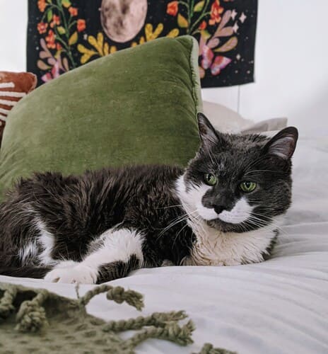 Dark gray cat with white spots lying on a white bed