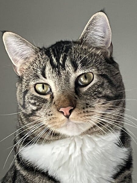Portrait of a domestic shorthair cat