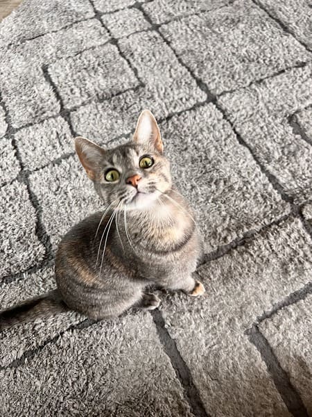 Tabby cat facing the camera and sitting on a light-gray carpet