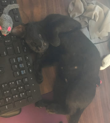 Small black cat lying on a wooden surface next to a computer keyboard and a toy mouse