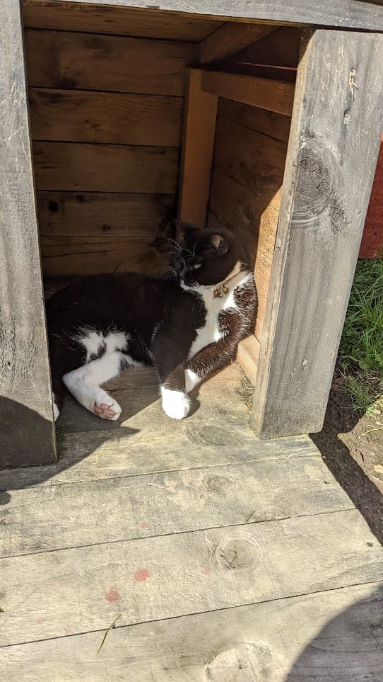 Black-and-white cat lying on its side inside a wooden cabin