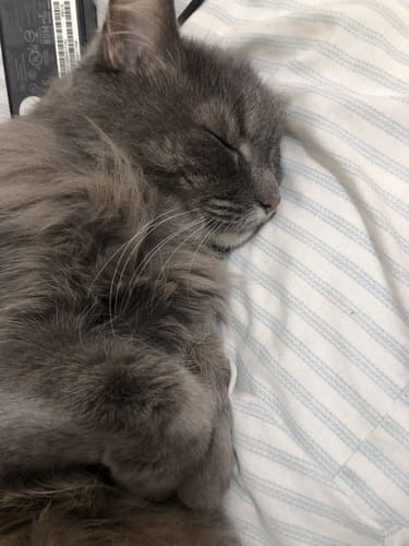 Dark grey and brown kitten lying on its side