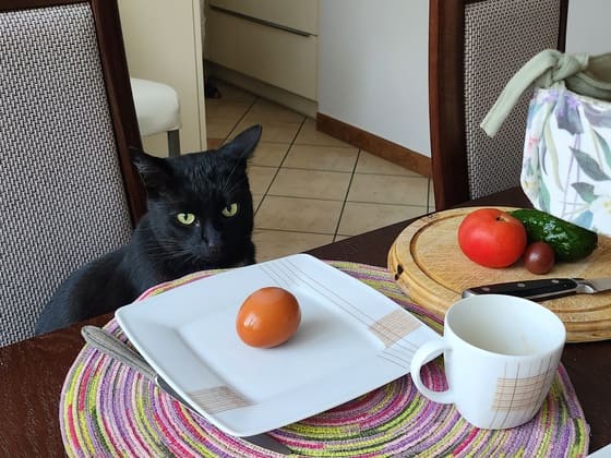 Black cat sitting at a table with a white plate and a tomato in front
