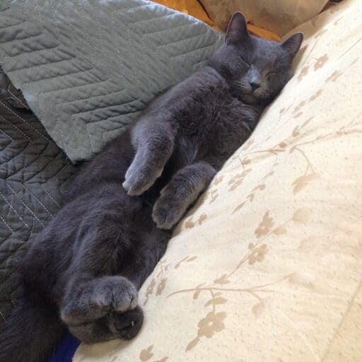 Dark gray cat lying upside down on a blanket