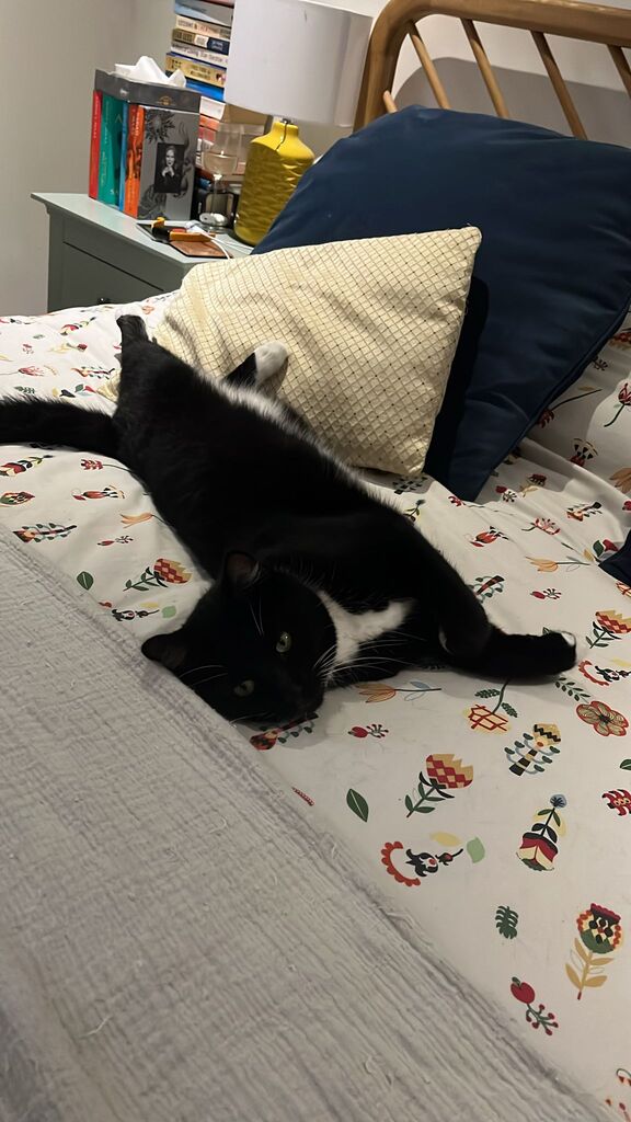 Black cat with a white "collar" lying on its side on a bed