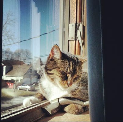 Tabby cat sleeping by the window