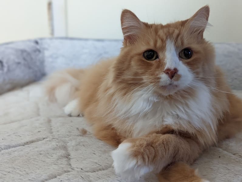 Orange-and-white long hair cat lying on a mattress
