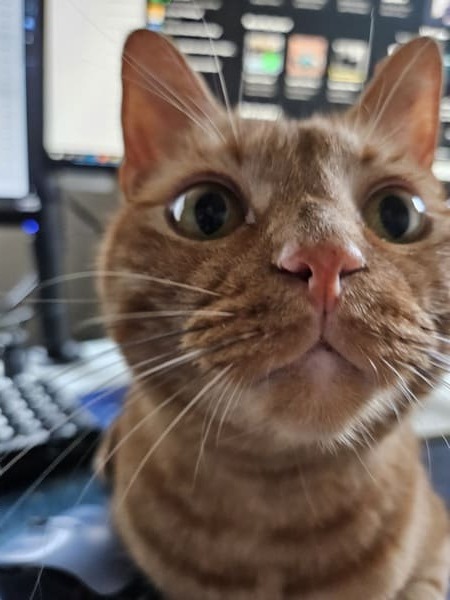 Close-up shot of an orange tabby cat staring at the camera