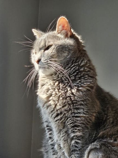 Gray cat slightly opened eyes and face lit up by sunlight